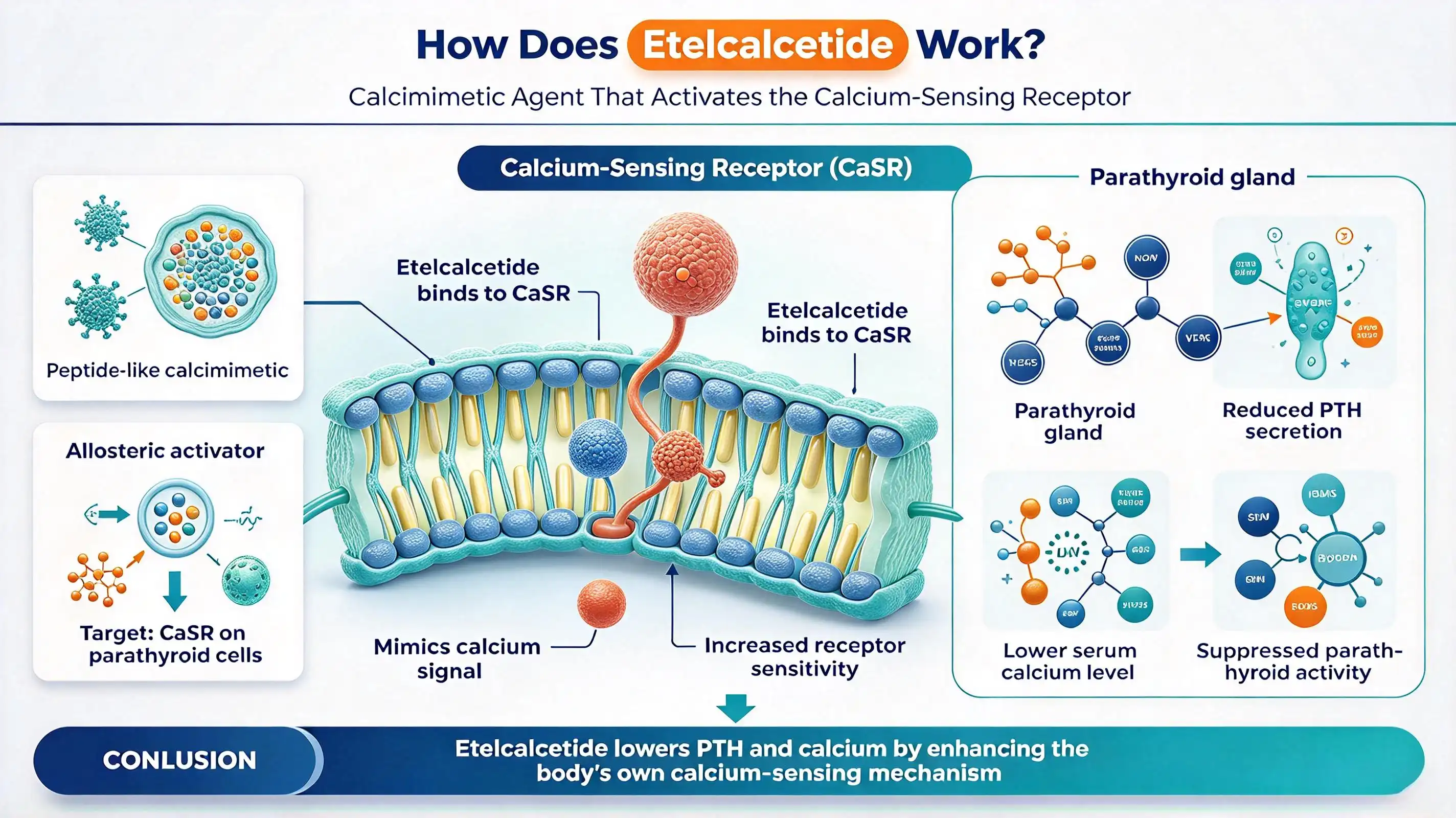 How Does Etelcalcetide Work? How Does Etelcalcetide Work?